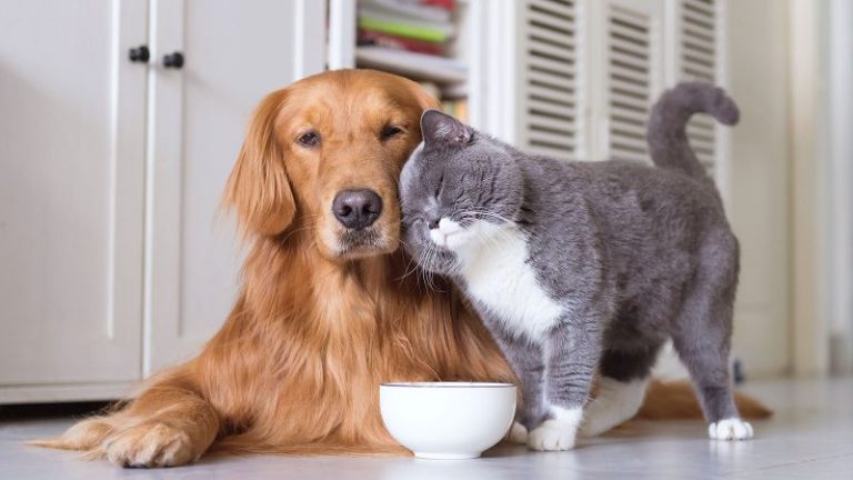 How Much CBD Can Be Helpful for Cats and Dogs?